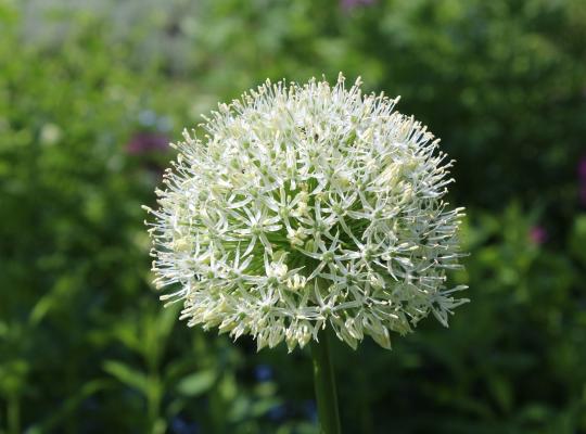 Allium Mount Everest