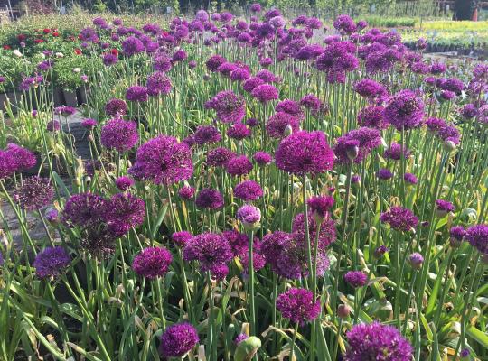 Allium afl. 'Purple Sensation'