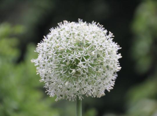 Allium 'White Giant'