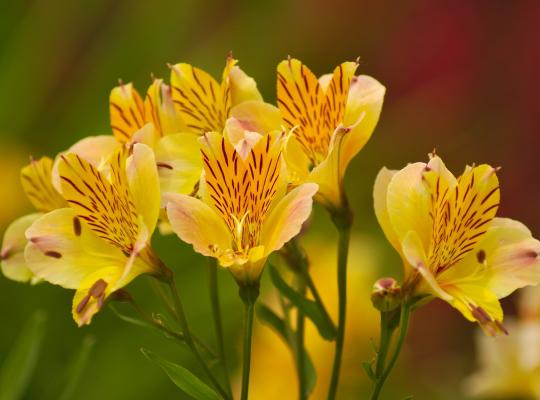 Alstroemeria aurea Lutea