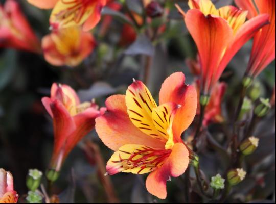 Alstroemeria Indian Summer