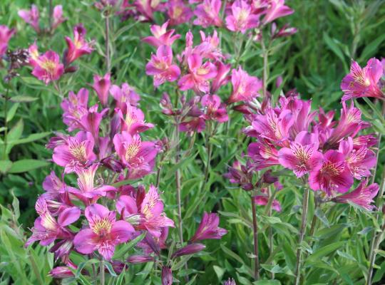 Alstroemeria Mauve Majesty