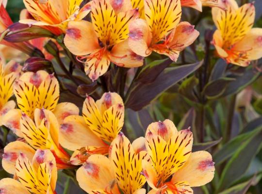 Alstroemeria Summer Breeze®