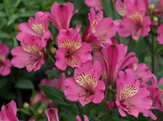 Alstroemeria Summer Saint ®