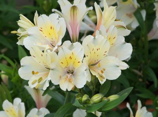 Alstroemeria Summer Sky®