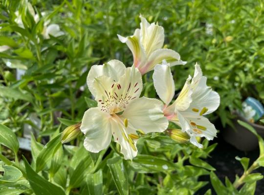 Alstroemeria Silvester