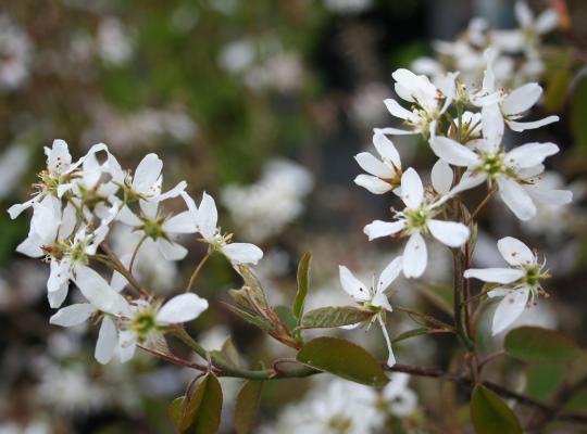 Amelanchier canadensis