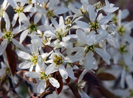 Amelanchier laevis Snowflake