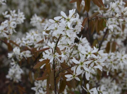 Amelanchier lamarckii