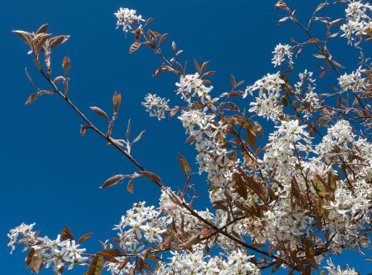 Amelanchier x grandiflora Robin Hill