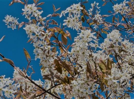 Amelanchier x grandiflora Rubescens