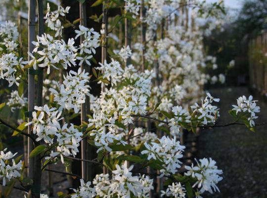 Amelanchier x grandiflora Ballerina