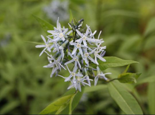 Amsonia Blue Ice