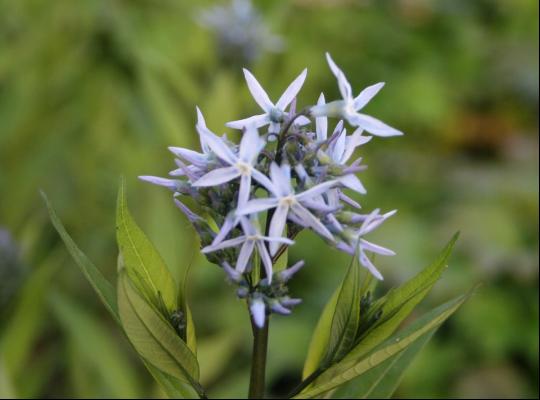 Amsonia tabernaemontana