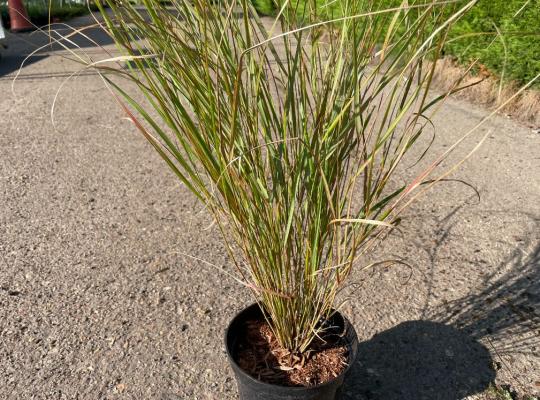 Anemanthele lessoniana 'Sirocco'