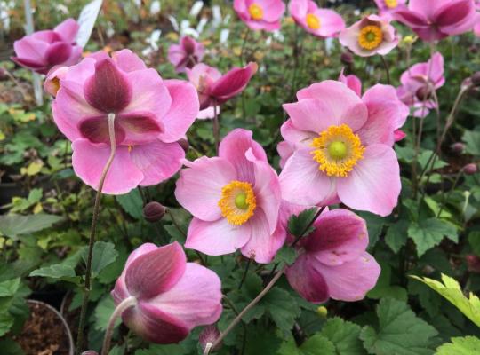 Anemone hupehensis Hadspen Abundance