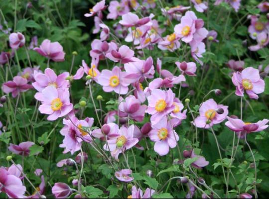 Anemone hupehensis Splendens