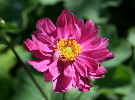 Anemone hupehensis Pamina