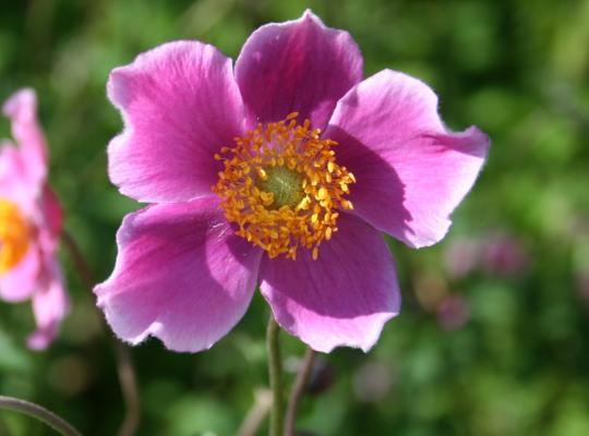 Anemone hupehensis Praecox