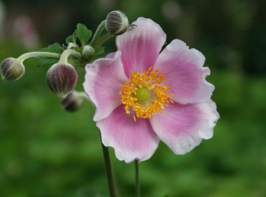 Anemone hup. 'September Charm'