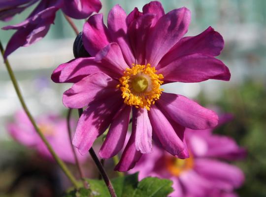 Anemone japonica Prince Heinrich