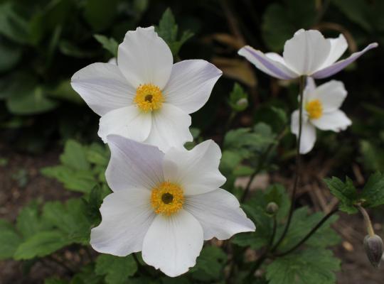 Anemone Wild Swan