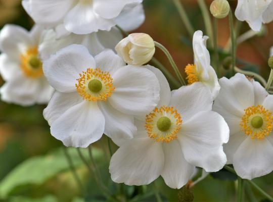 Anemone x hybrida Honorine Jobert