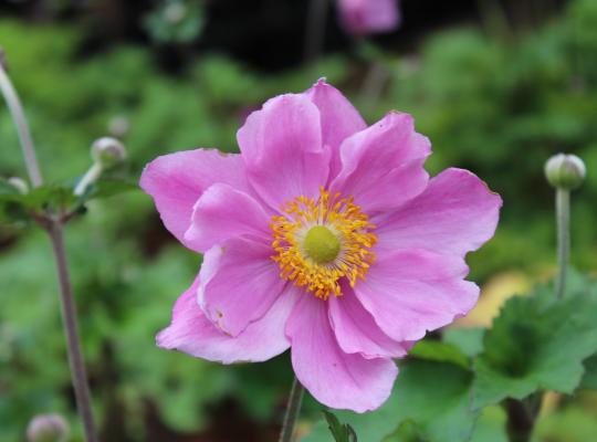 Anemone x hybrida Queen Charlotte