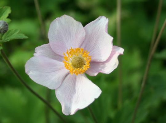 Anemone x hybrida Robustissima