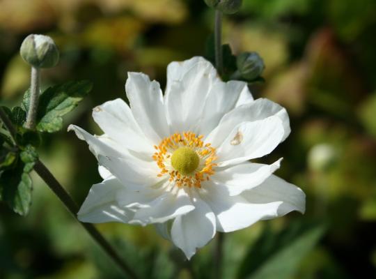 Anemone x hybrida Whirlwind