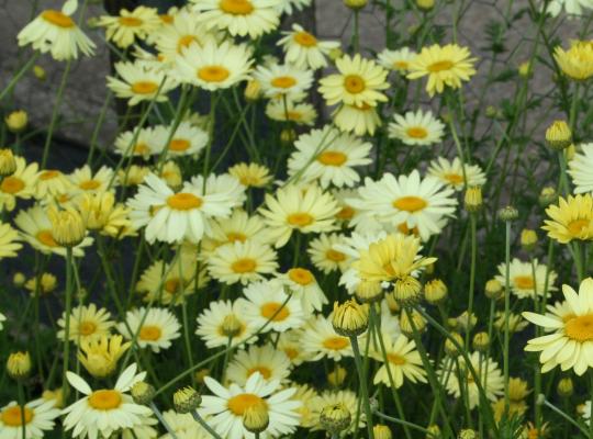 Anthemis tinctoria EC  Buxton