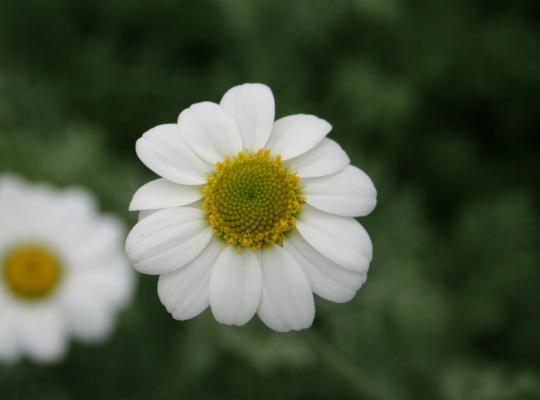 Anthemis punctata cupaniana