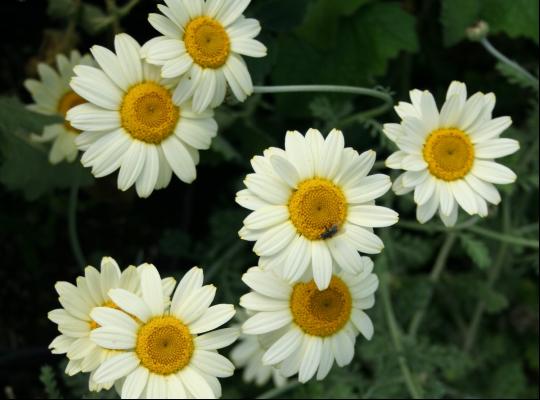 Anthemis Susanna Mitchell