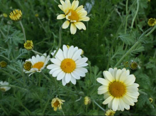 Anthemis tinctoria Sauce Hollandaise