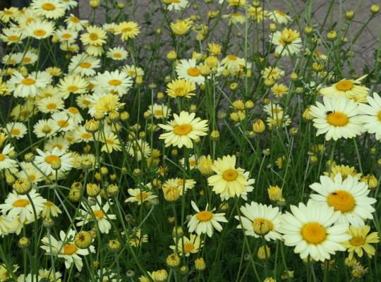 Anthemis tinctoria Wargrave Variety