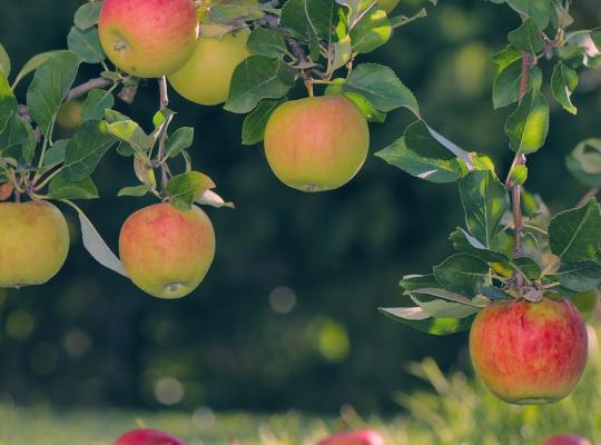 Malus d. 'Blenheim Orange'