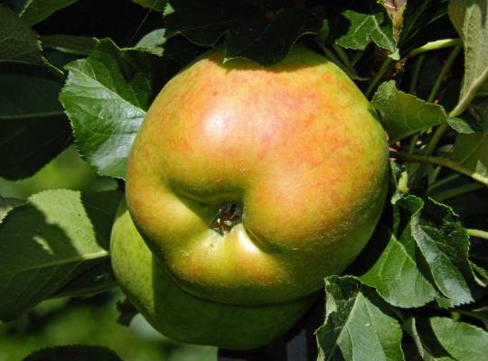 Malus d. 'Bramley's Seedling'