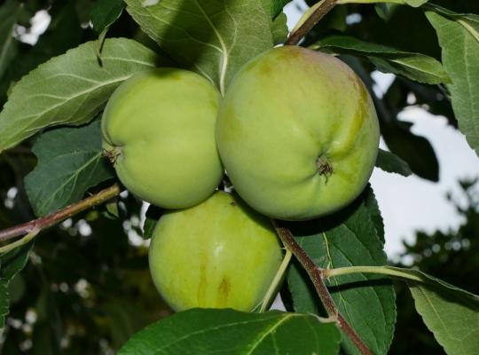 Apple Bramley 20