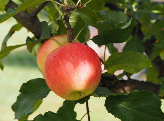 Malus d. 'Charles Ross'
