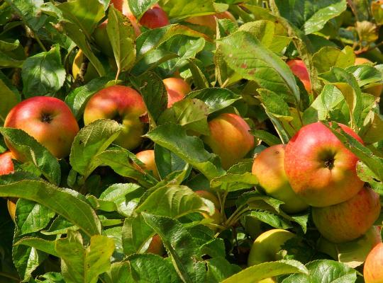 Malus d. 'Cox's Orange Pippin'