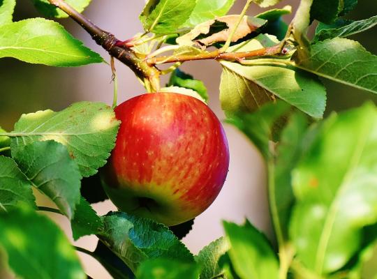 Malus d. 'Cox's' Self-fertile
