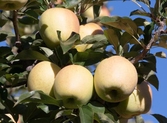 Apple Egremont Russet