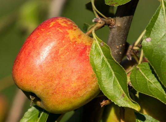 Malus d. 'Ellison's Orange'