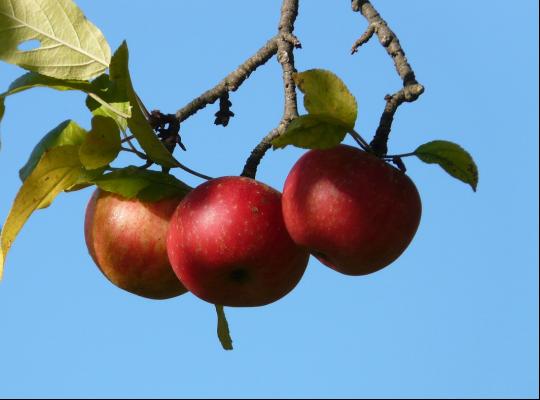 Apple Laxton's Superb