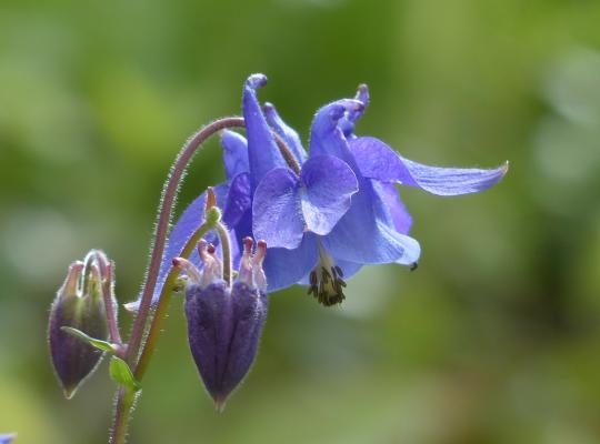 Aquilegia alpina