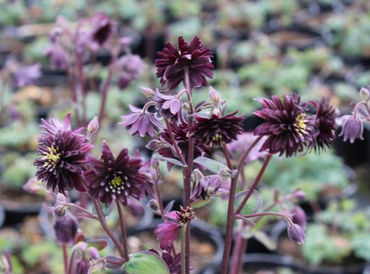 Aquilegia v. 'Black Barlow'