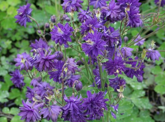 Aquilegia vularis var. stellata Blue Barlow