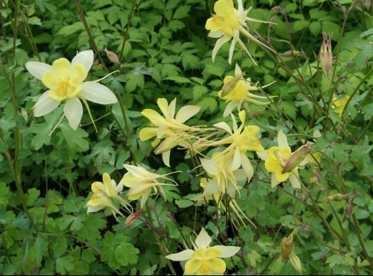 Aquilegia chrysantha Yellow Queen