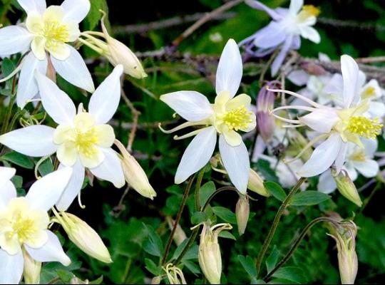 Aquilegia Kristall