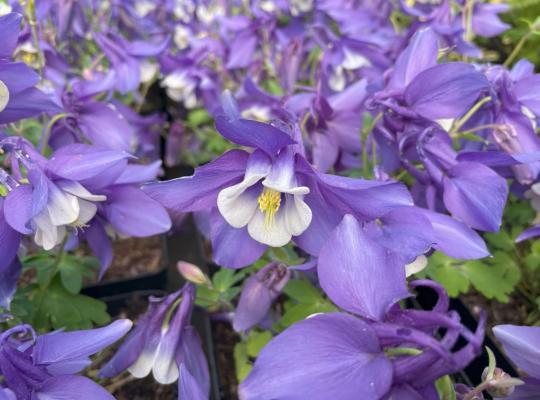Aquilegia Spring Magic Blue